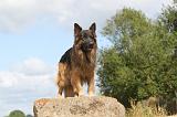 BERGER ALLEMAND 336